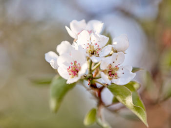 Close-up of white blossom tree