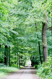 View of trees in forest