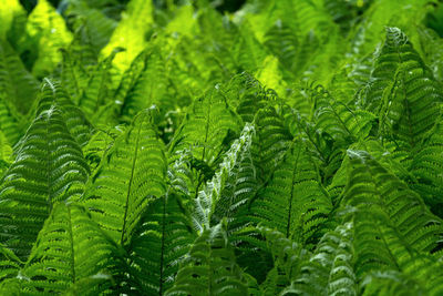 Full frame shot of wet leaves during rainy season