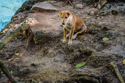 High angle view of a dog on rock