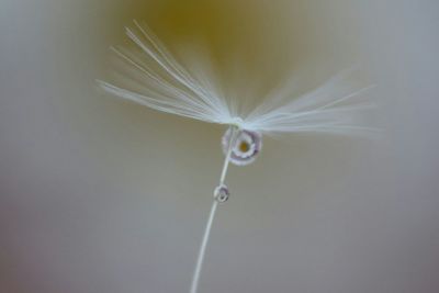 Close-up of water drops on dandelion against white background