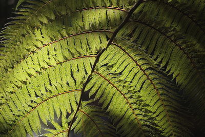 Full frame shot of fern leaves