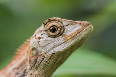 Close up of a oriental garden lizard