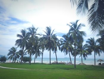 Scenic view of palm trees on landscape against sky