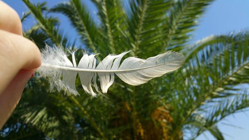 Palm leaves on tree trunk