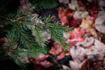 Close-up of fresh green leaves