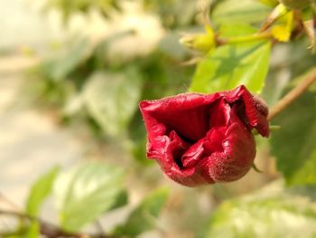 Close-up of red rose