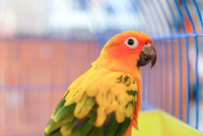 Close-up of parrot in cage