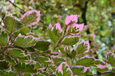 Close-up of plant