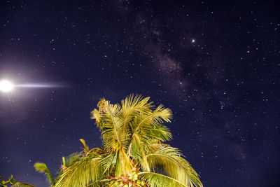 Low angle view of plant against sky at night