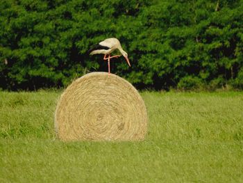 View of a bird on field