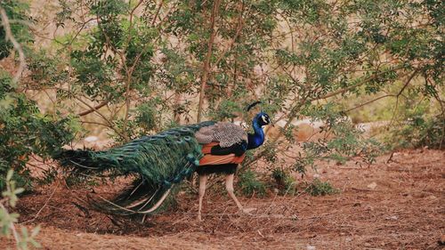 Halfway peacock