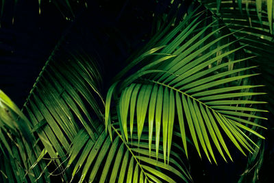 Close-up of palm tree
