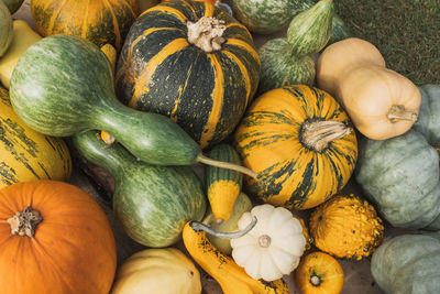 Decorative pumpkins outdoor on the ground. close up, selective focus. halloween and thanksgiving