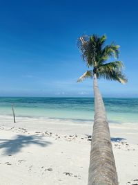 Coconut palm trees on beach against blue sky