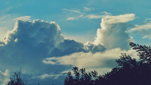 Low angle view of trees against sky