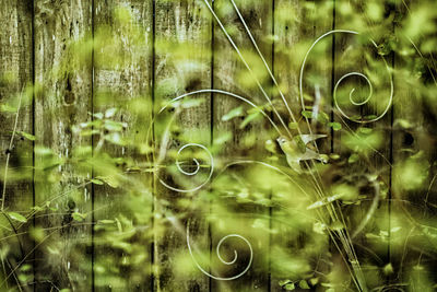 Full frame shot of plants