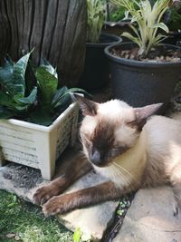 Cat relaxing on potted plant
