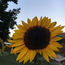 Close-up of sunflower blooming against sky