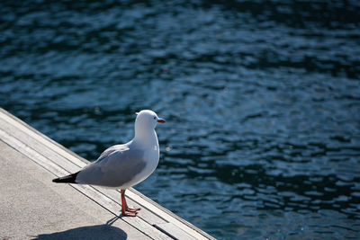 Seagull perching on lake