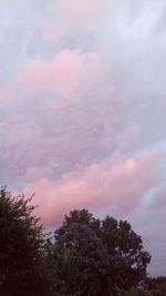 Low angle view of trees against sky