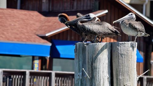 Pelican birds perching on wooden post