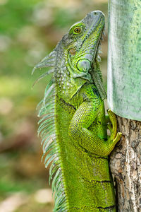 Close-up of lizard on tree