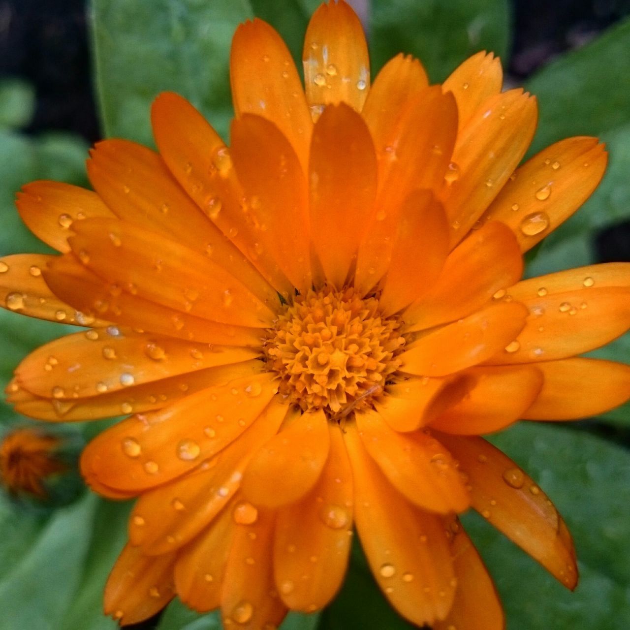 flower, petal, freshness, flower head, fragility, drop, close-up, water, beauty in nature, wet, growth, pollen, blooming, single flower, nature, focus on foreground, orange color, plant, dew, in bloom