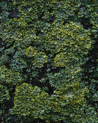 Full frame shot of moss growing on tree trunk