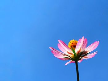 Low angle view of pink flower against blue sky