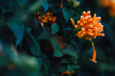 Orange flowers blooming in park