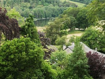 High angle view of trees in forest