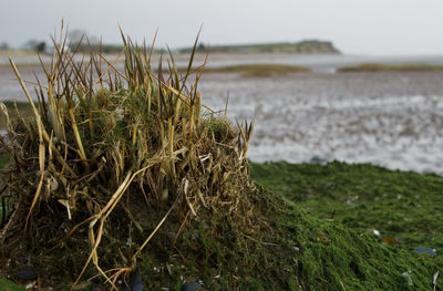 Close-up of grass on beach against sky