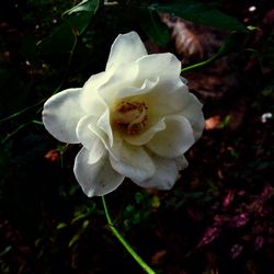 Close-up of white flowers blooming outdoors