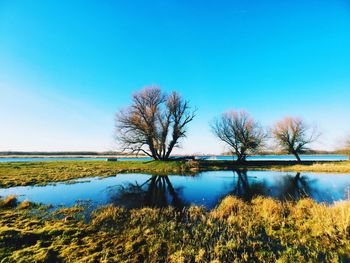 Reflection of trees in calm lake