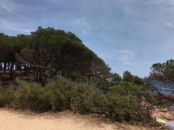Trees on landscape against sky