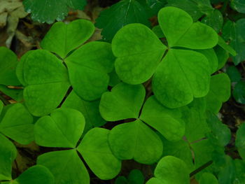 Full frame shot of green leaves