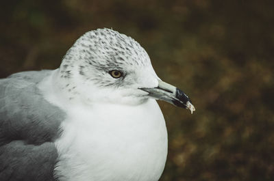 Close-up of seagull