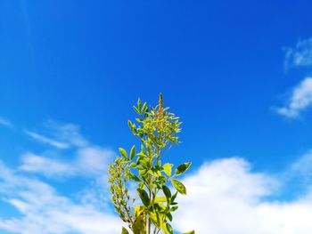 Low angle view of flowering plant against blue sky