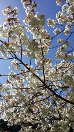 Low angle view of cherry blossom tree