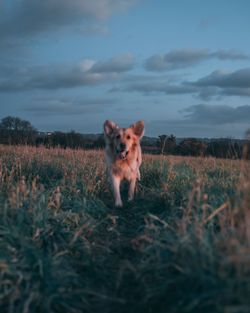 Portrait of dog standing on field against sky