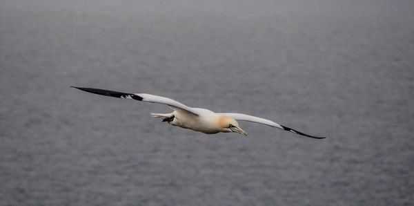 Close-up of seagull flying