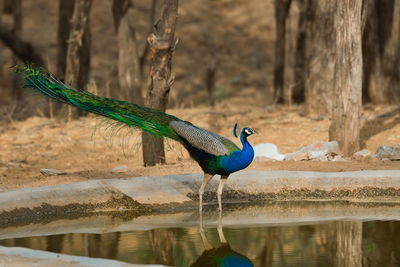 View of peacock at water body