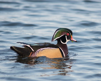 Close-up of duck swimming in water