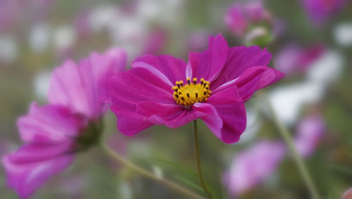 Close-up of honey bee on pink flower