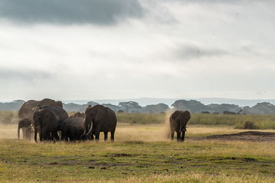 Elephants drinking water