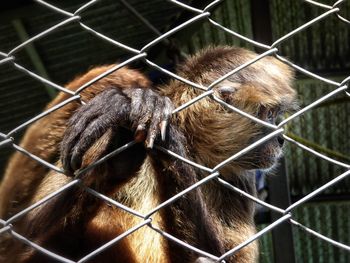 Close-up of monkey in cage at zoo