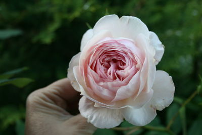 Close-up of hand holding rose flower