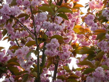 Low angle view of pink flowers blooming on tree