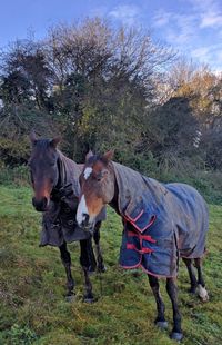 Horses on tree against sky